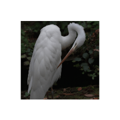 美しい幻の野鳥写真グラビア撮影幸せな白鳥
