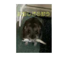 Suzu_20230721210336
