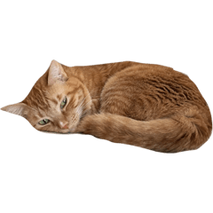 chatora_cat