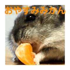 Suzu_20230722165317
