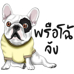 French Bulldog _Southern language