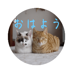 bamboo cats_1