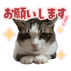 Inoue family cute cats