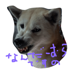 Hana shibainu