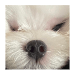 Sakura_20230723003210