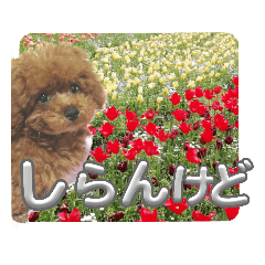 sakura_20230723032304