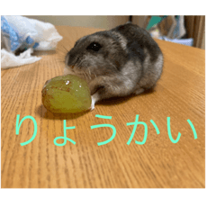 Suzu_20230724093128