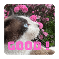 Natsumi_20230724005505