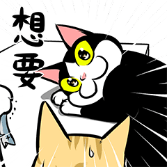 賓士貓Ohagi 13