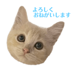 konatsu_20230724001706