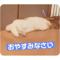 Rabbit Daily Life。②