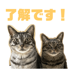 obento_20230723225743