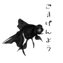 黒金魚の定型文