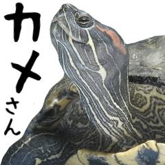 It is the photograph of the tortoise