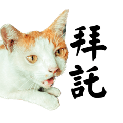 客咪與吃罐群眾的日常