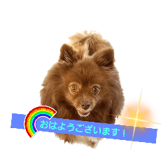 seopets_20230724142637