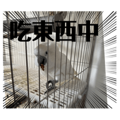 鳥鳥貼圖日常 2