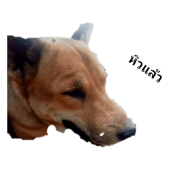 Dog Sticker_20230724182532