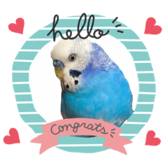 Budgerigar-peechan