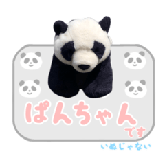 Too cute Panchan [Panda]
