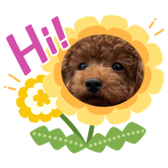azuki_toypoodle