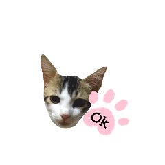 cute cat_20230725151312