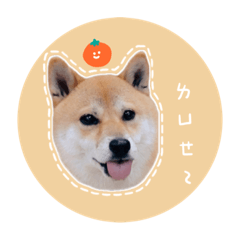 最可♡の柴犬柑橘
