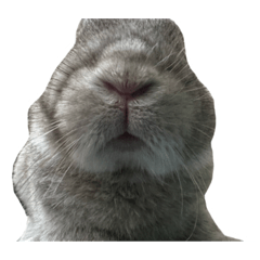 Gontao - The Rabbit II