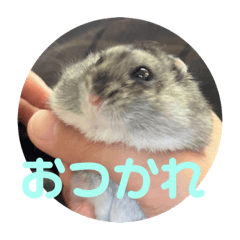 Suzu_20230725201318