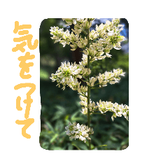 あっきの山野草⑦　　大台ヶ原の植物