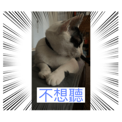 Cat  貓貓