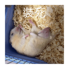 早安胖胖