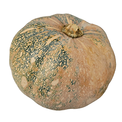 Food Series : Some Pumpkin (SQUASH) #3