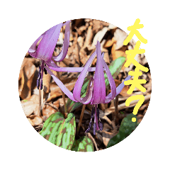 あっきの山野草⑧　　　色々な植物4