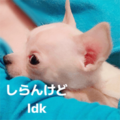 [Chihuahua Club] Funny & Cute Doggos