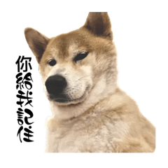 很醜的柴犬