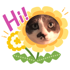 Osmo Cat_20230726182151