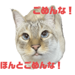 HoneyCat_20230726180958