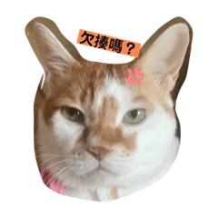 肥仔小屁貓