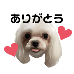 sakura_20230726221741