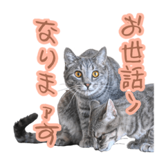 sayuri_20230726192722