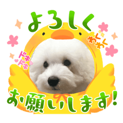 omochi.dog