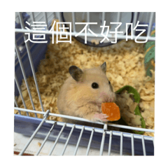 胖胖胖胖胖胖胖胖胖可愛