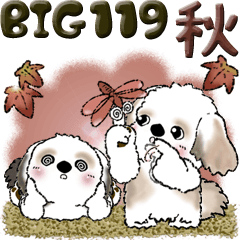 [Big] Shih Tzu dog 119 ( early autumn)
