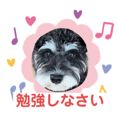 suzu.shizi