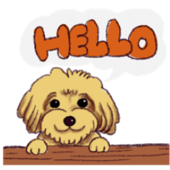 Maltese poodle dog  Daily Sticker