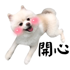 博美嘟嘟的日常