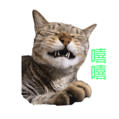 有貓來了
