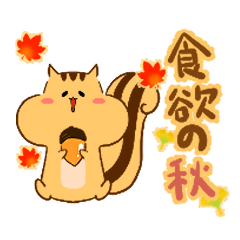 glutton squirrel  autumn