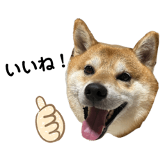shiba TEN